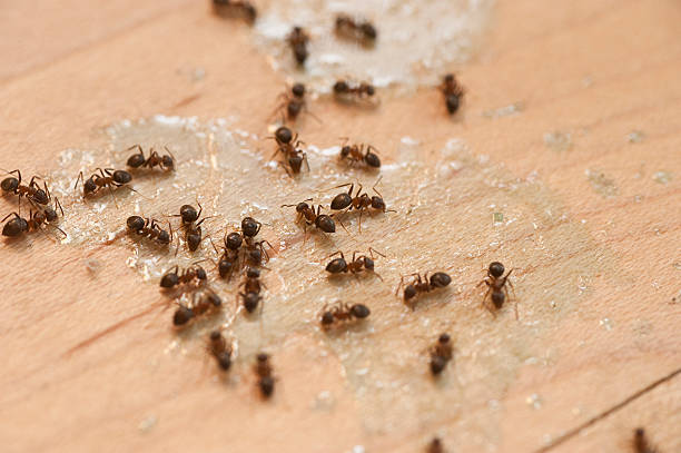 Best Pest Control Near Me  in Priceville, AL